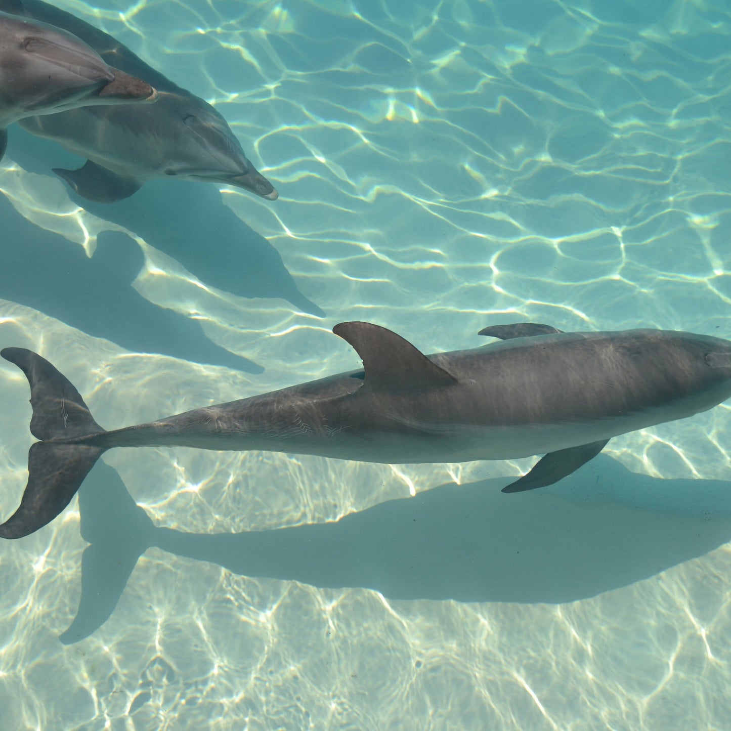 Swim with Dolphins