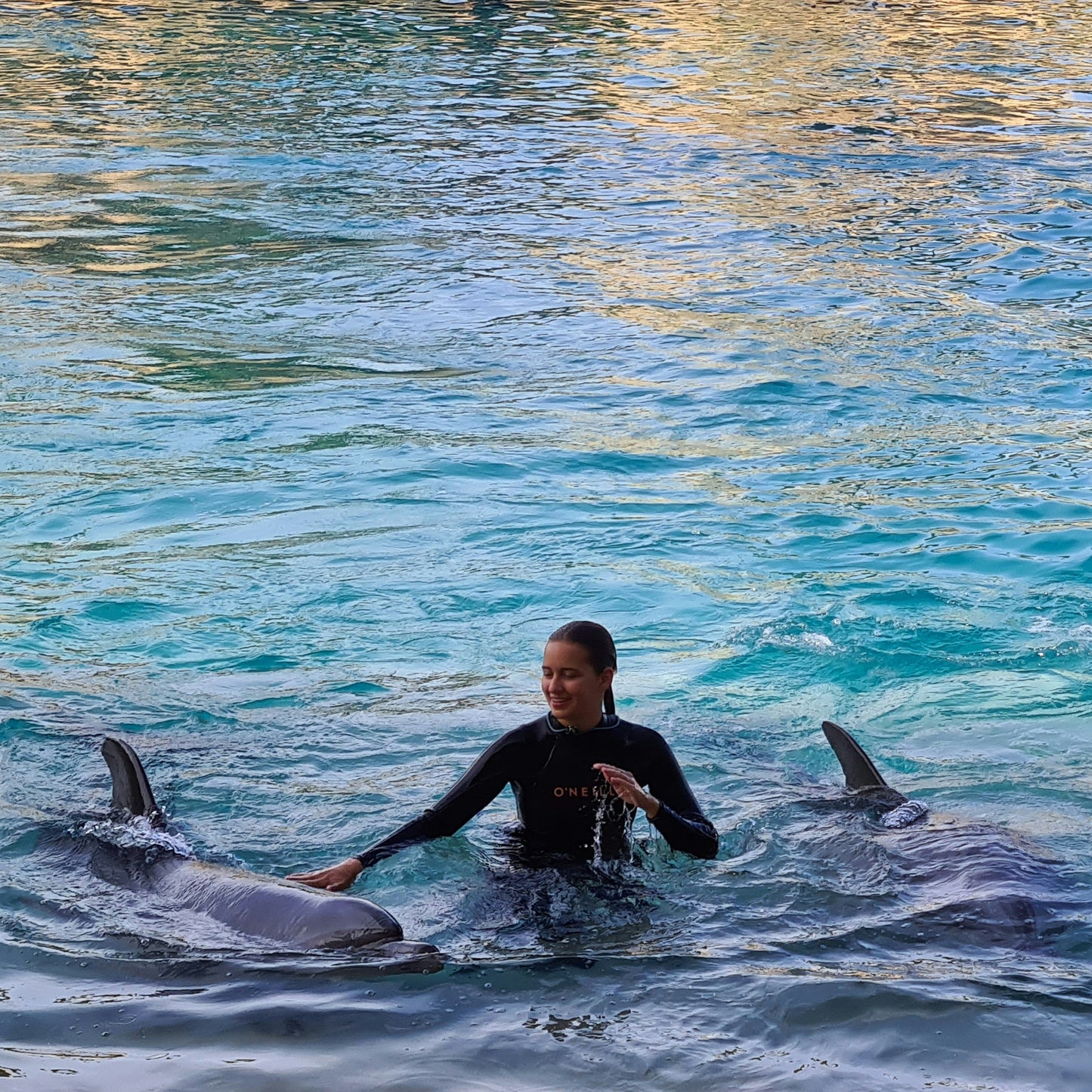 Swim with Dolphins